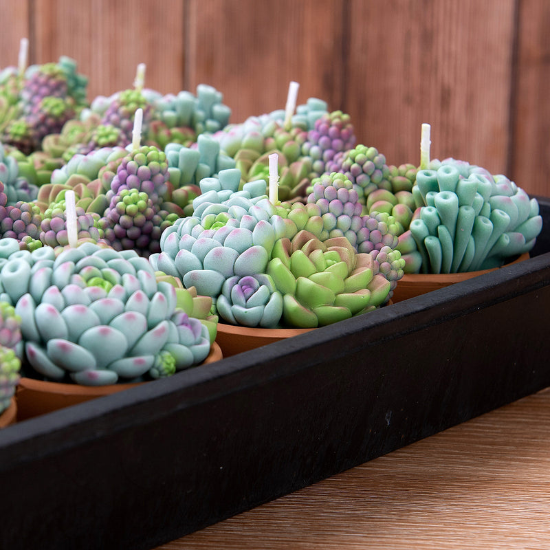 Succulent Scented Candle by Southlake Gifts