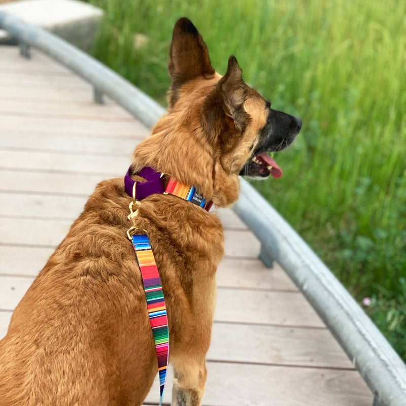 Martingale Collar in Serape Print by Major Darling