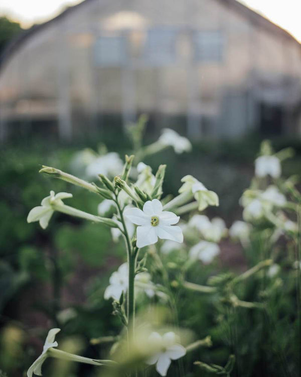 White Moon Seed Bundle