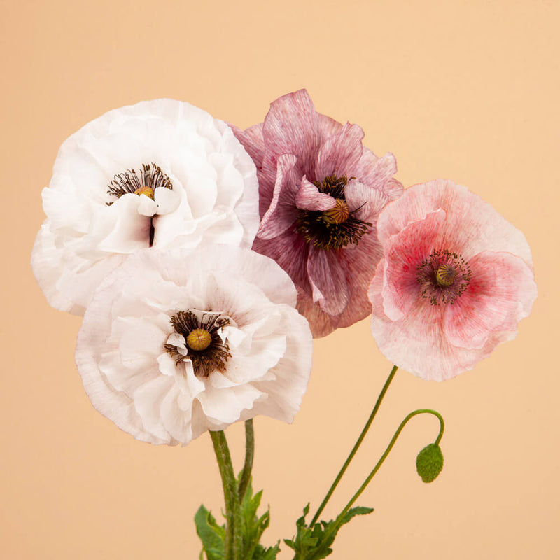 Shirley Poppy Mother of Pearl Seeds