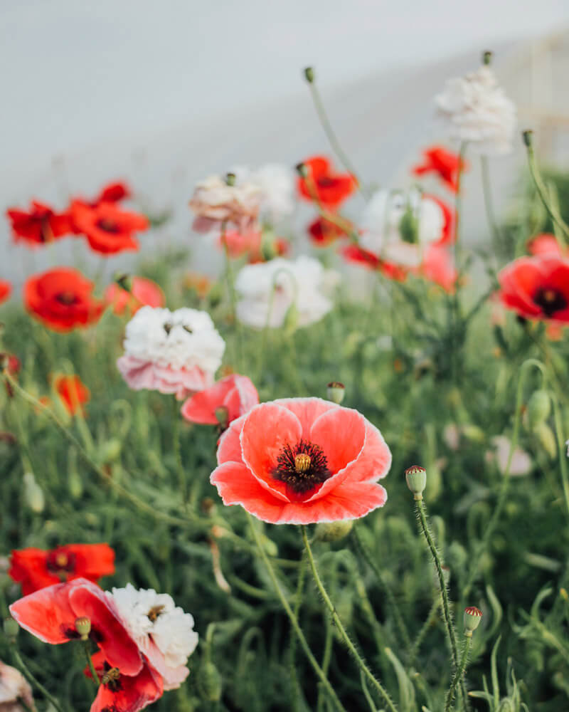 Shirley Poppy Mother of Pearl Seeds