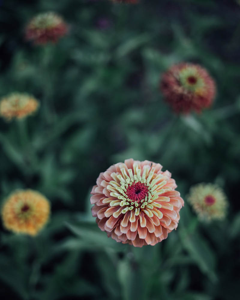 Queen Lime Orange Zinnia Seeds