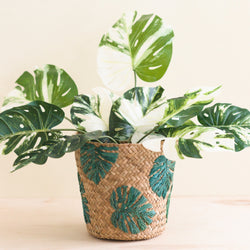 Monstera Embroidered Soft Seagrass Planter by LIKHÂ